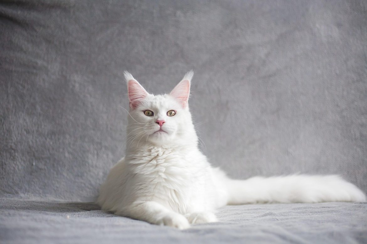 Mastering Maine Coon Shedding: Control Tips for Fluffy Feline Beauty