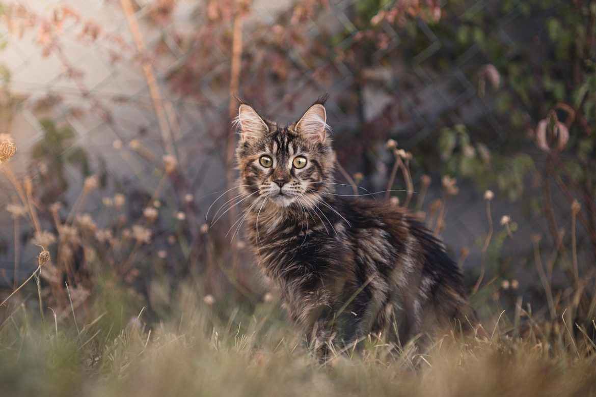 How to Keep Your Maine Coon Cat Happy and Healthy
