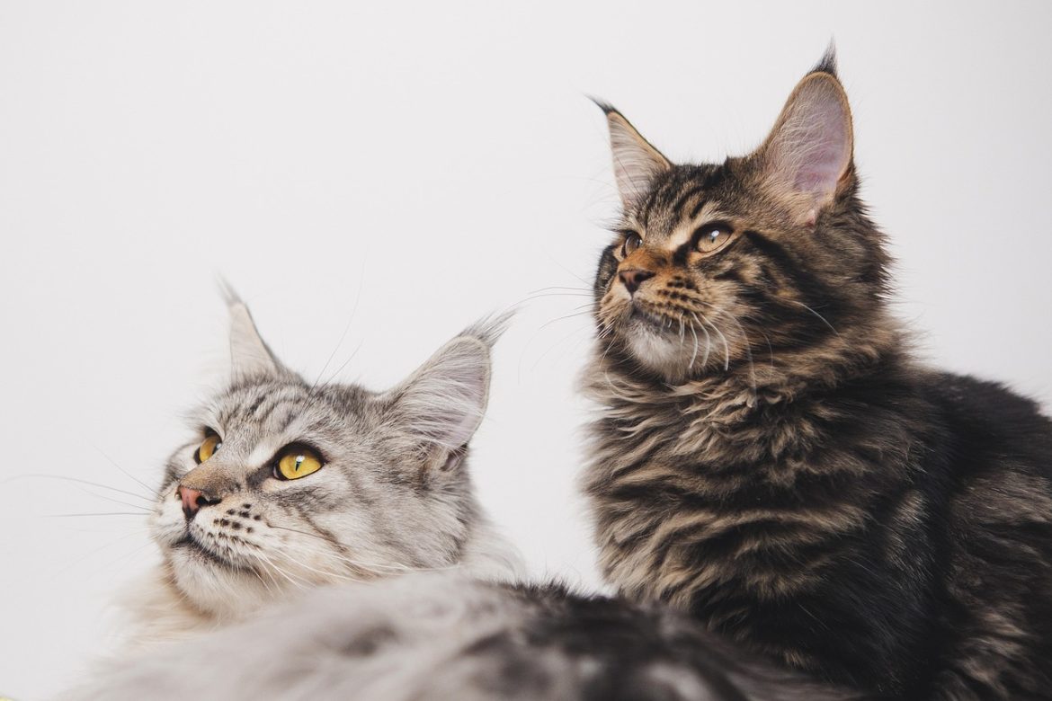5 Reasons Why Maine Coon Cats Make Great Pets