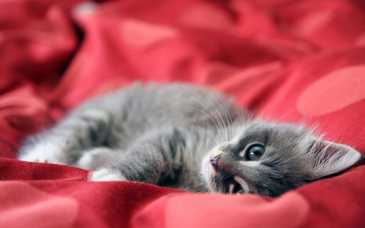 Understanding Maine Coon Cat Behavior