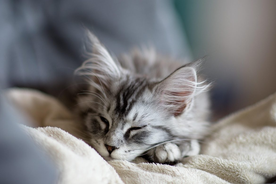 Ultimate Guide: Grooming Your Maine Coon Cat