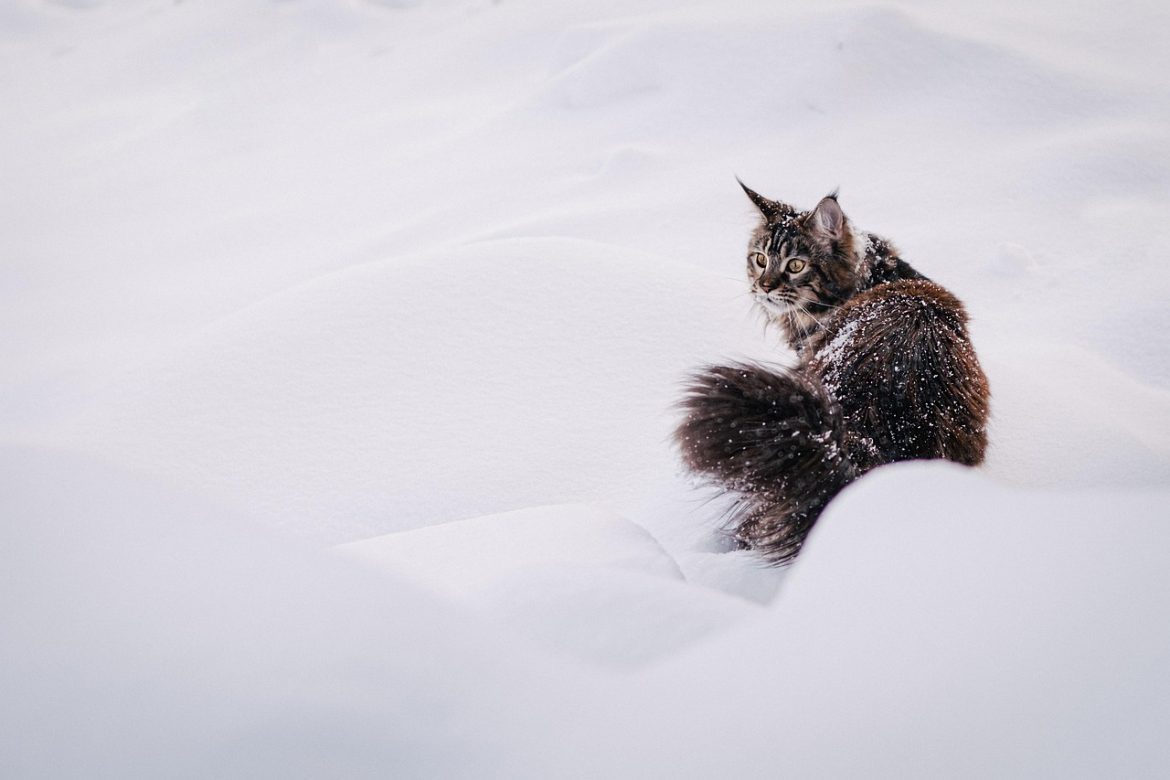 Flawless Maine Coon Grooming Tips