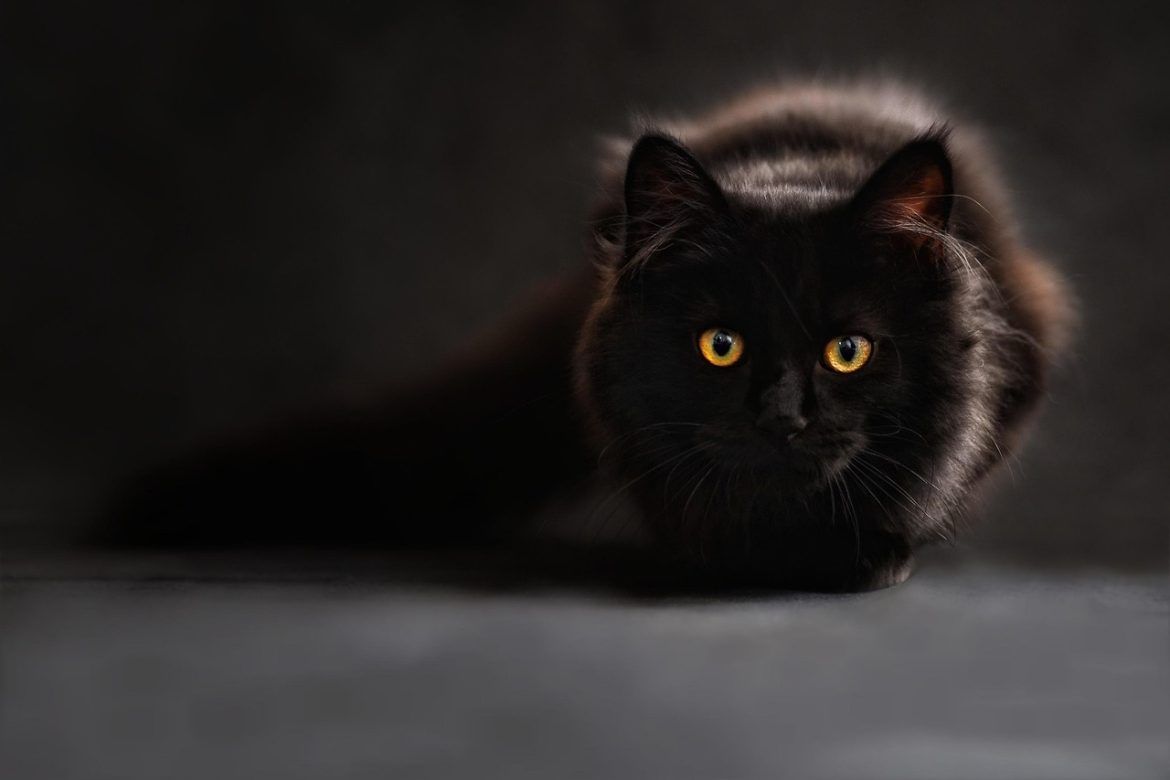 Purr-fect Grooming: Luxurious Maine Coon Brushes that Wow